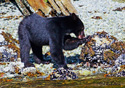 Ursus americanus